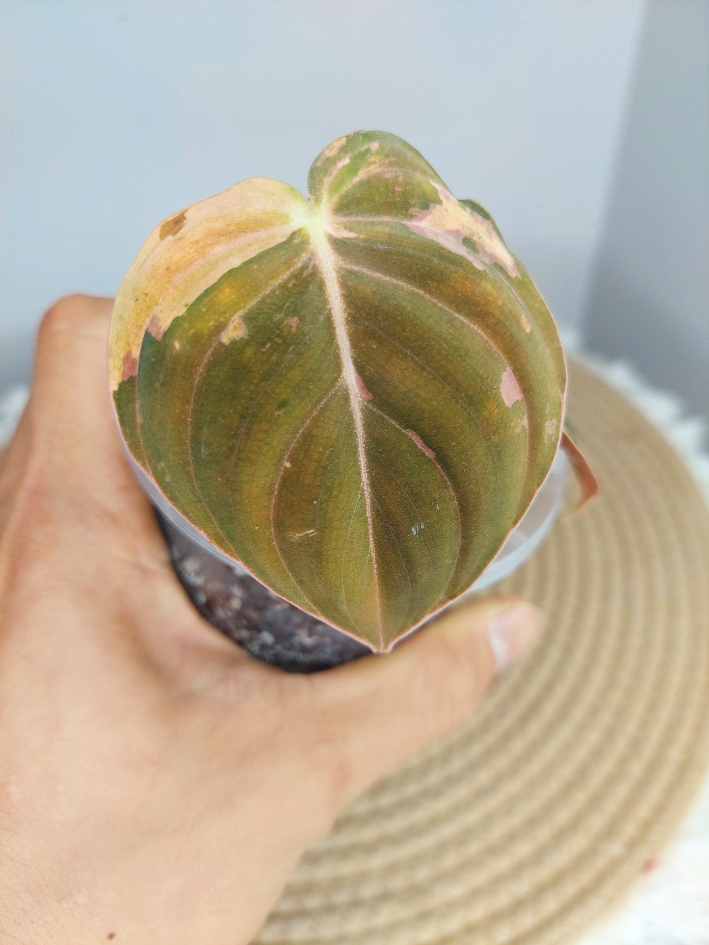 Philodendron Melanochrysum Variegated (1)