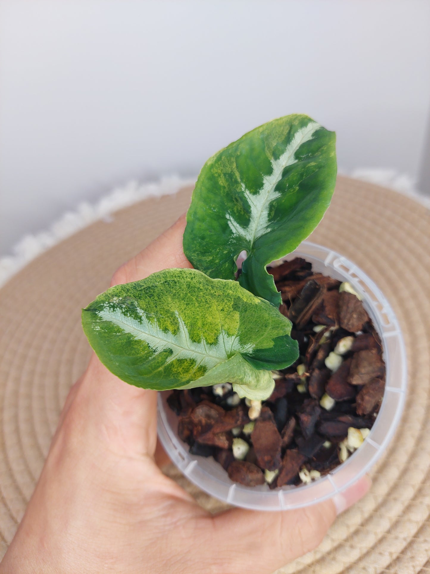 Syngonium Scrambled Eggs (1)