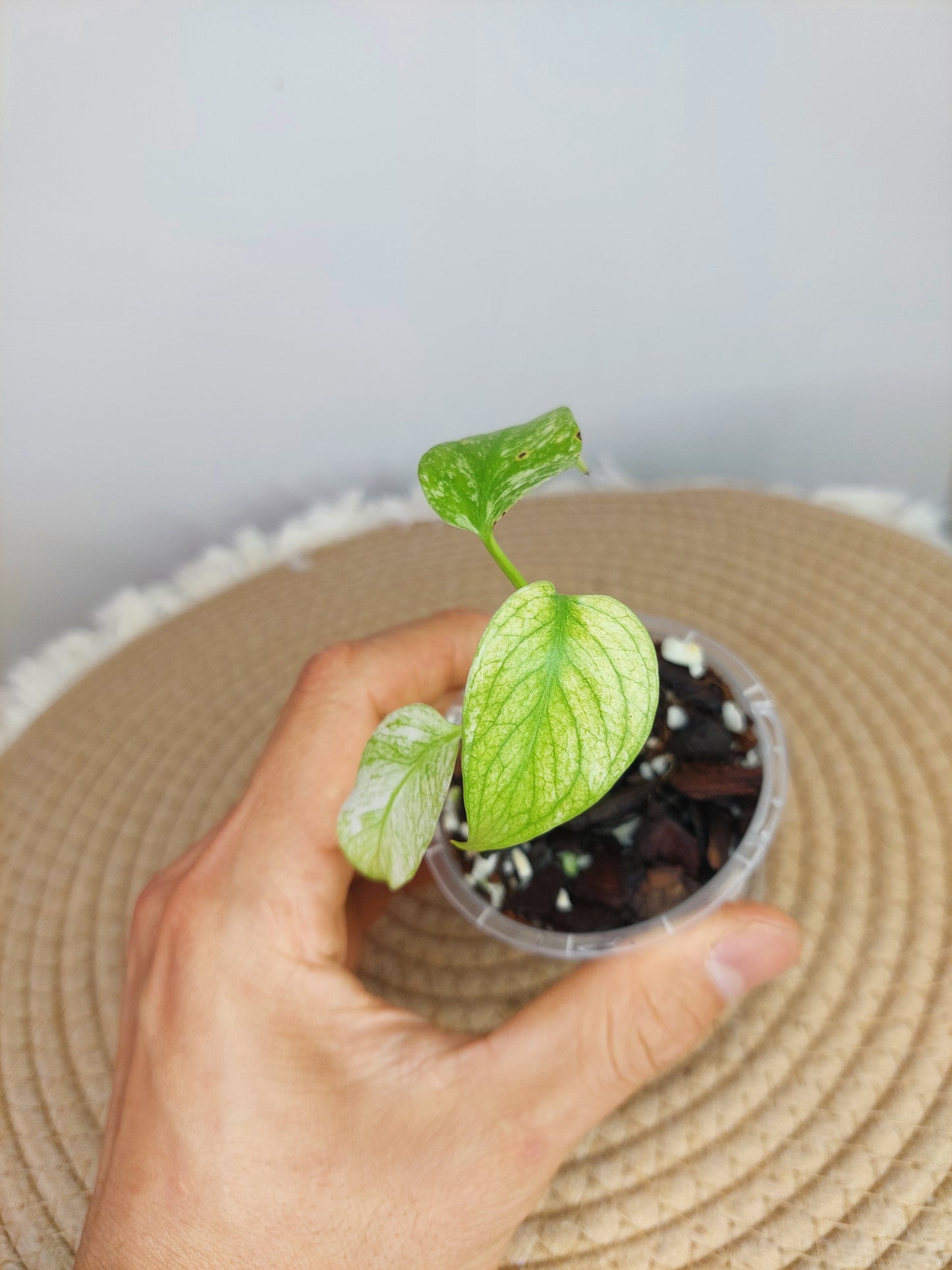 Monstera White Monster (1)
