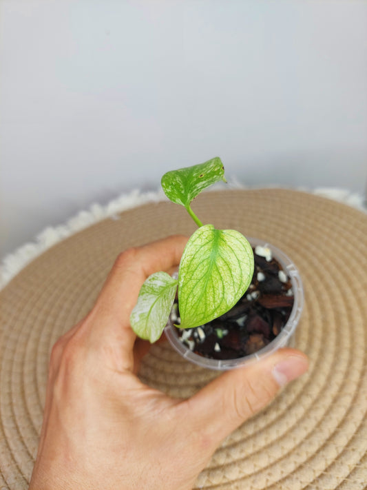 Monstera White Monster (1)