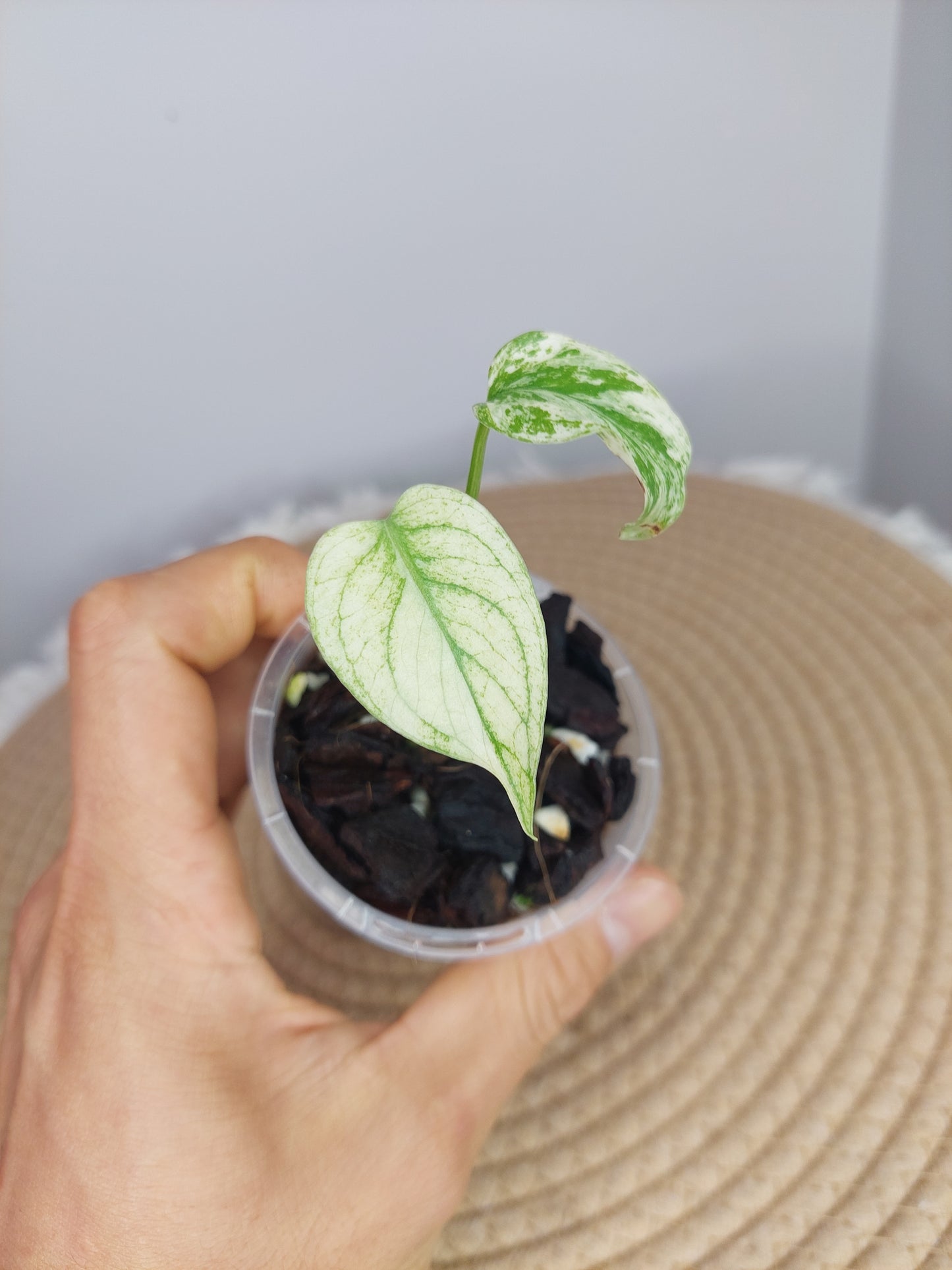 Monstera White Monster (2)