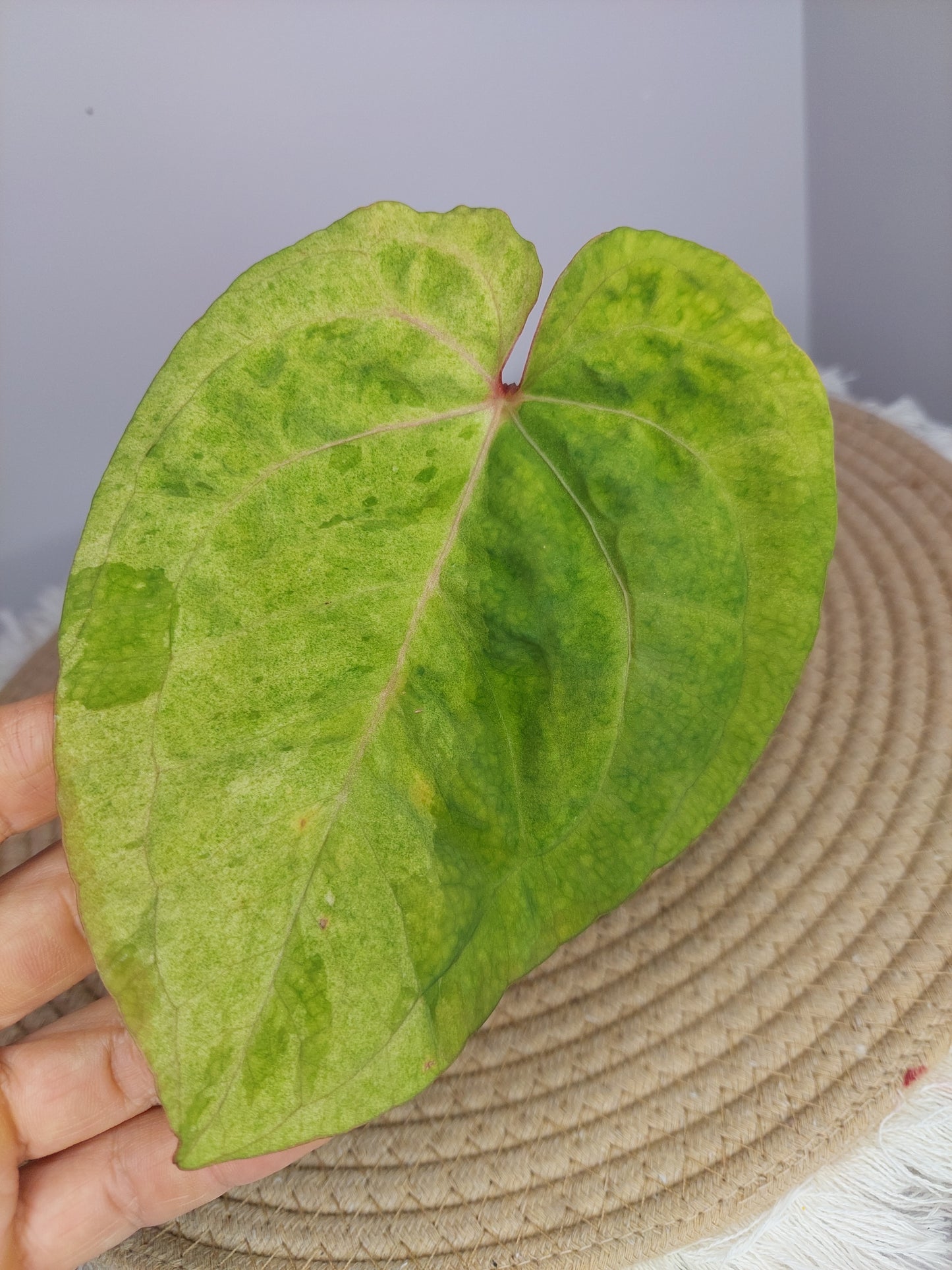 Anthurium Green Velvet Variegated (1)