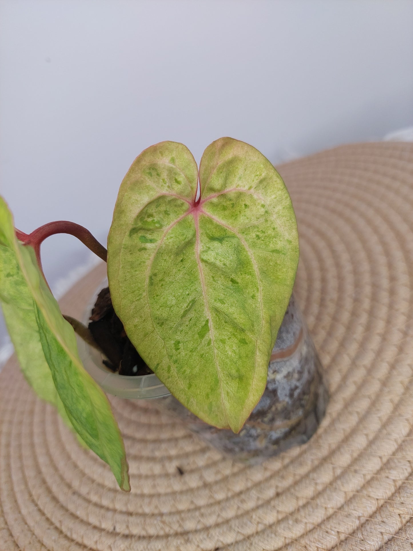 Anthurium Green Velvet Variegated (1)