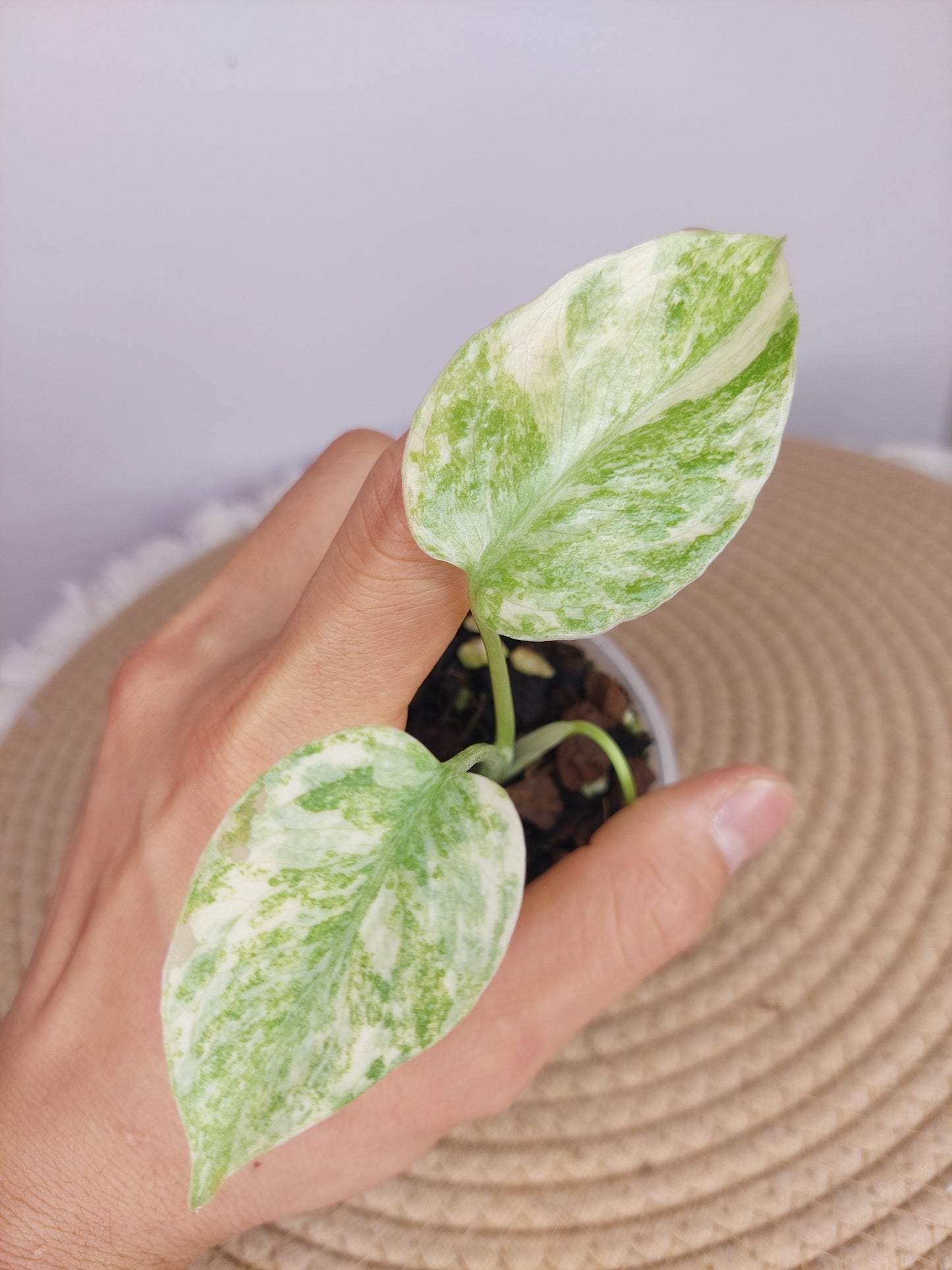 Monstera Legacy (1)