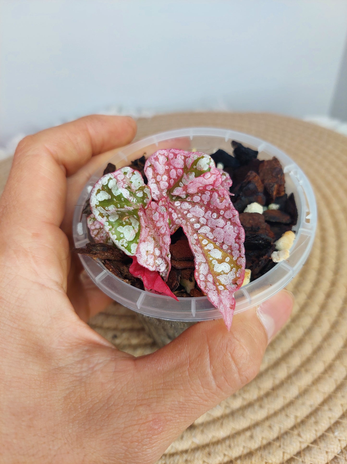 Begonia Snow Capped Variegated (1)