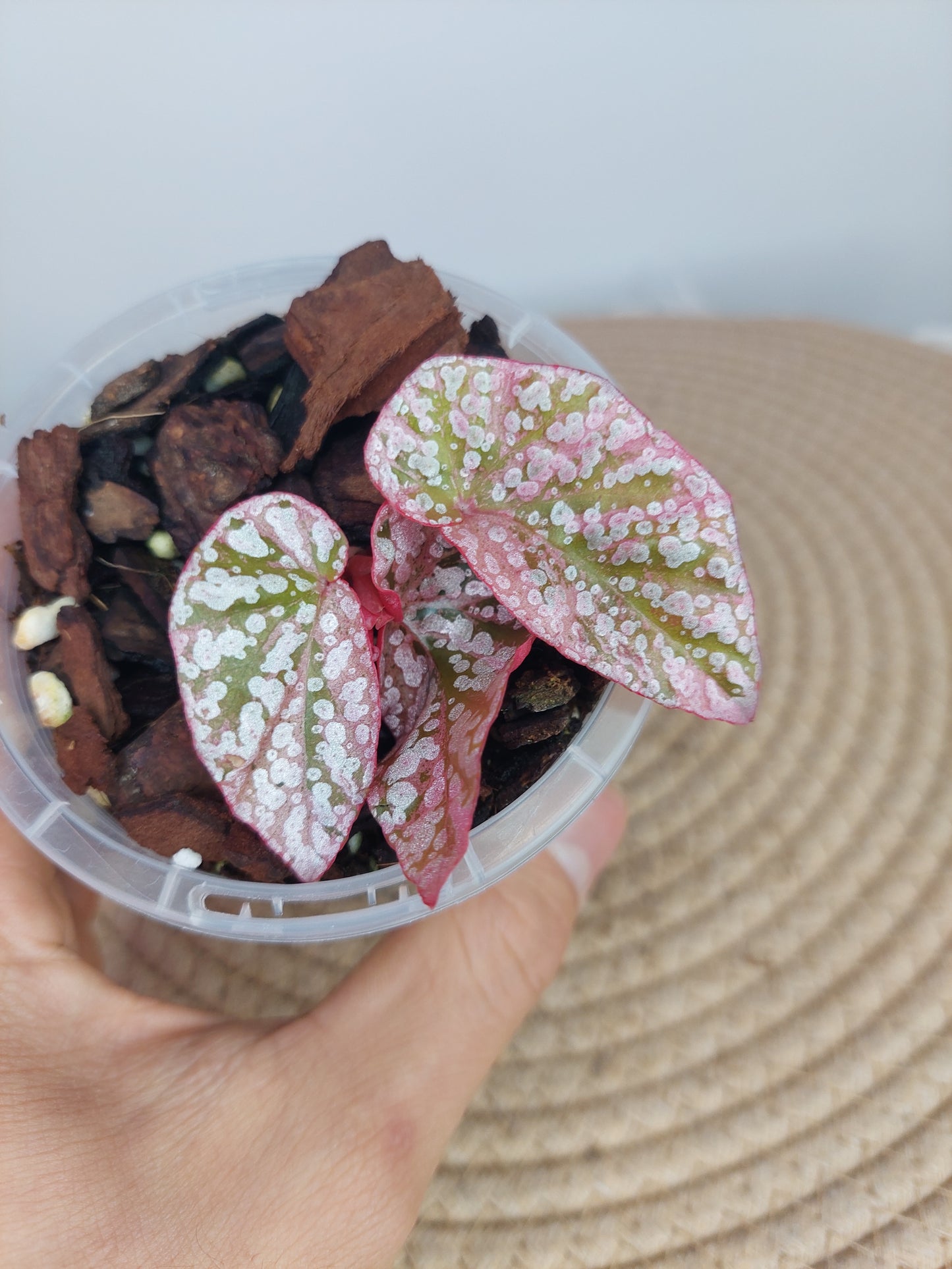 Begonia Snow Capped Variegated (2)