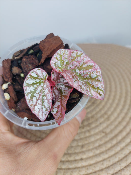 Begonia Snow Capped Variegated (2)