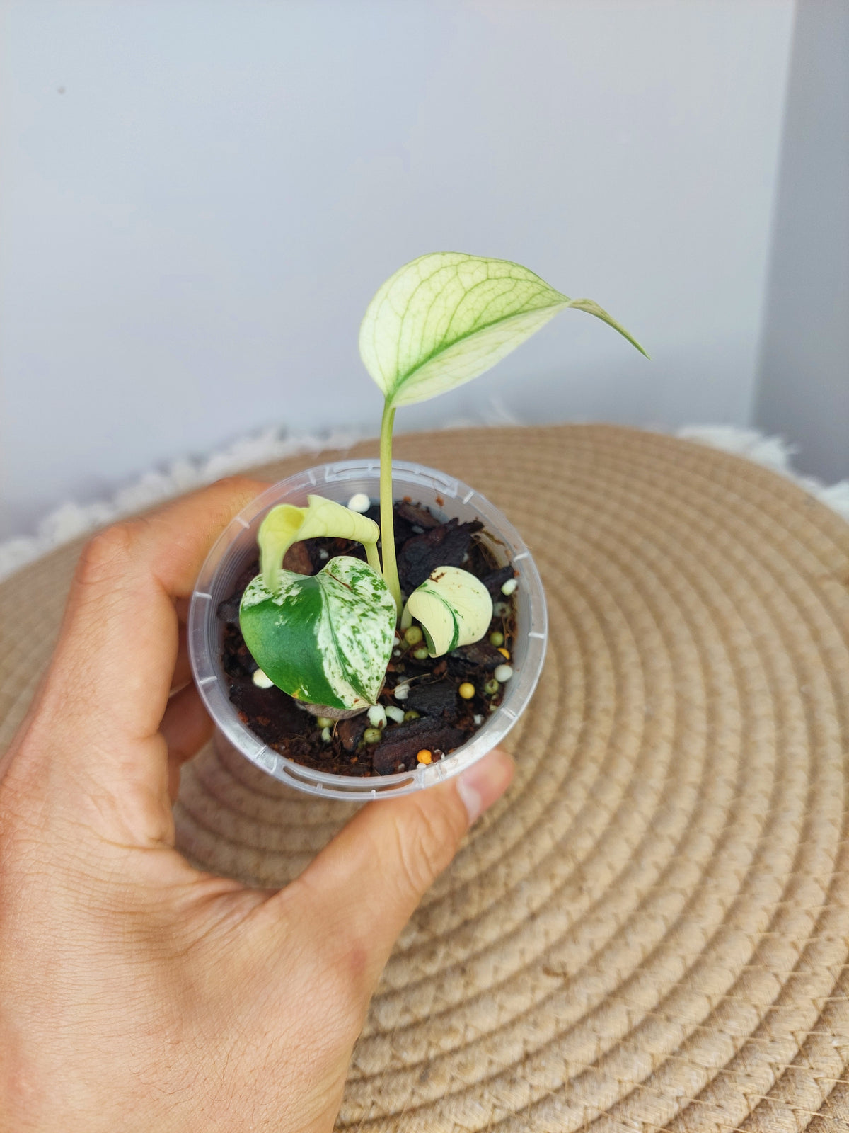 Monstera Star Shadow (1)