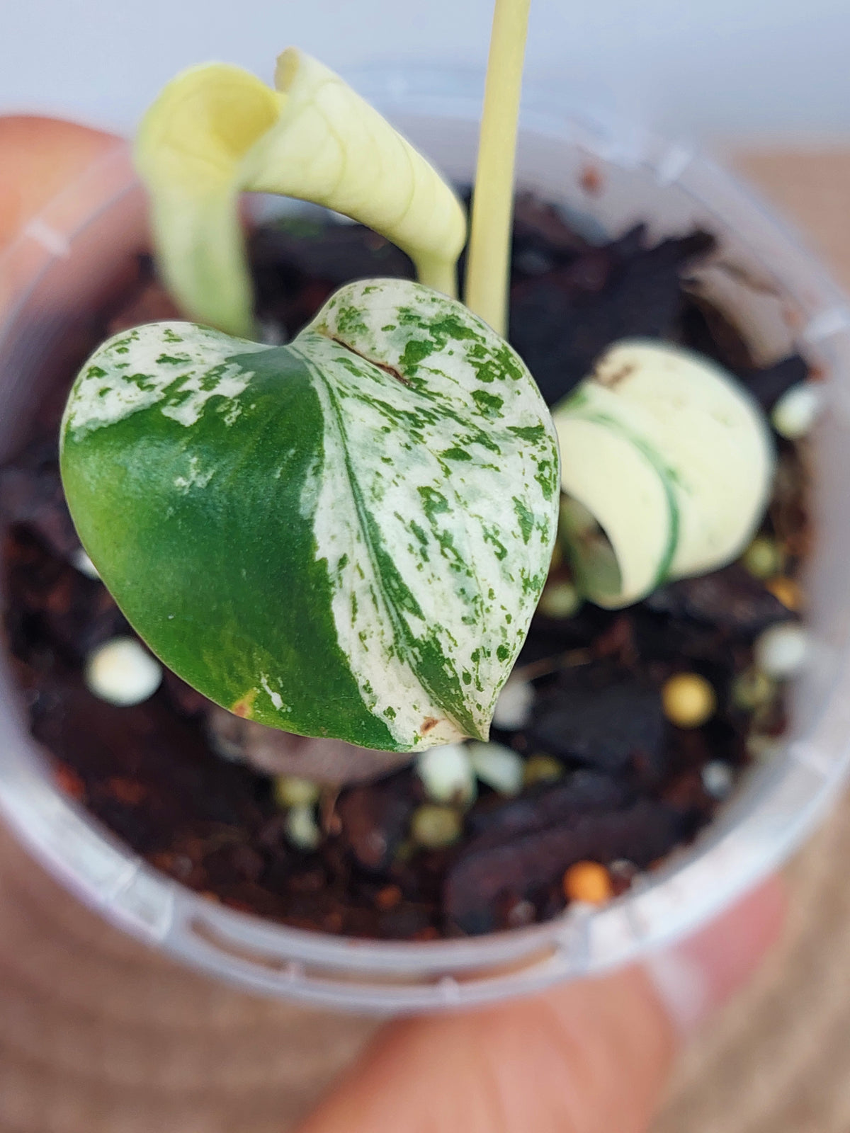 Monstera Star Shadow (1)