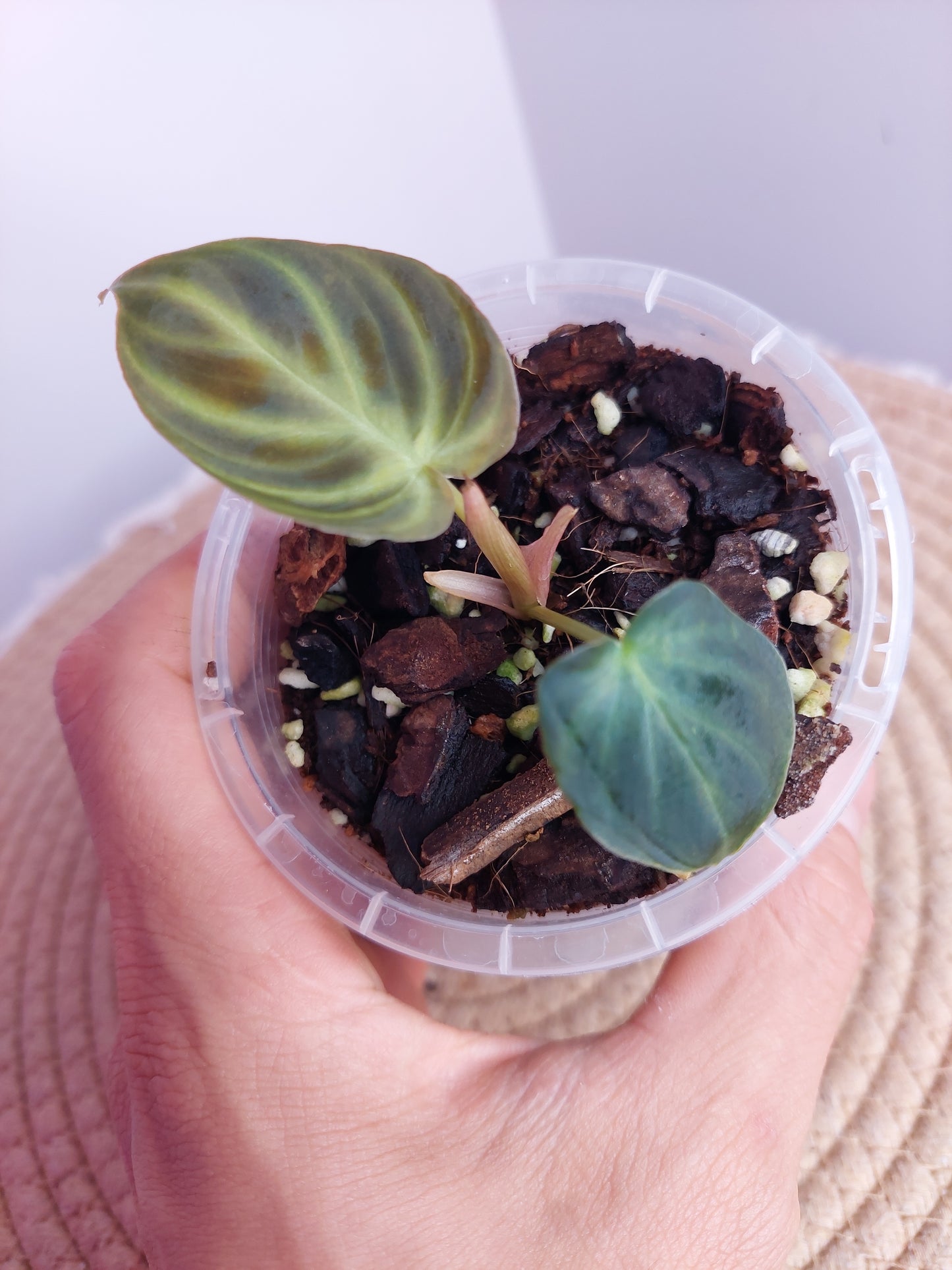 Philodendron Verrucosum 1