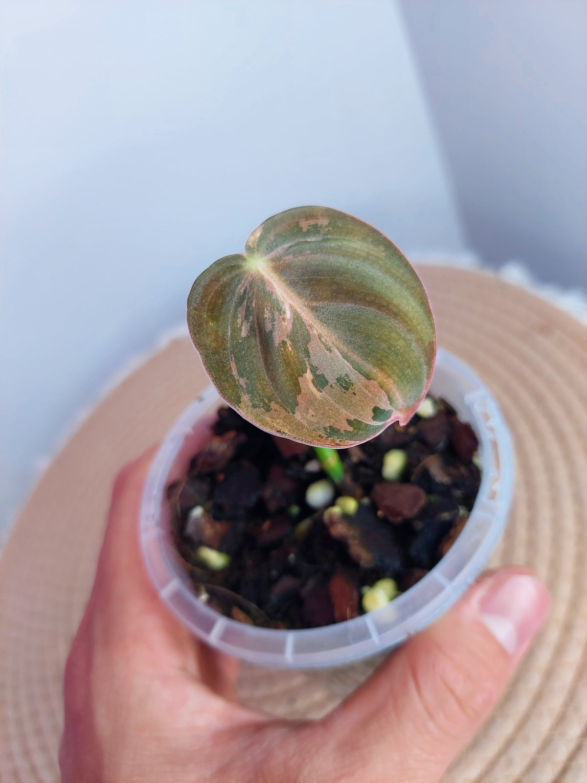 Philodendron Melanochrysum Variegated 1