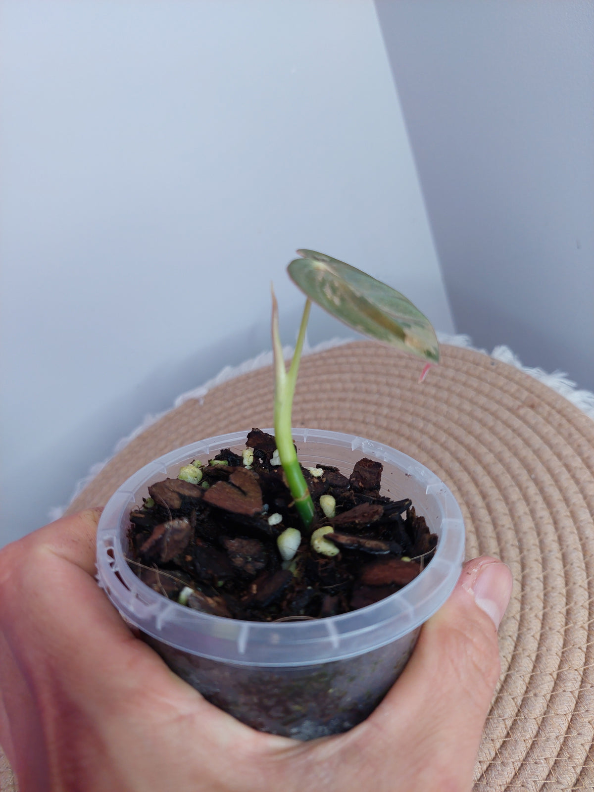 Philodendron Melanochrysum Variegated 1