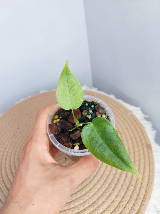 Anthurium Veitchii 1