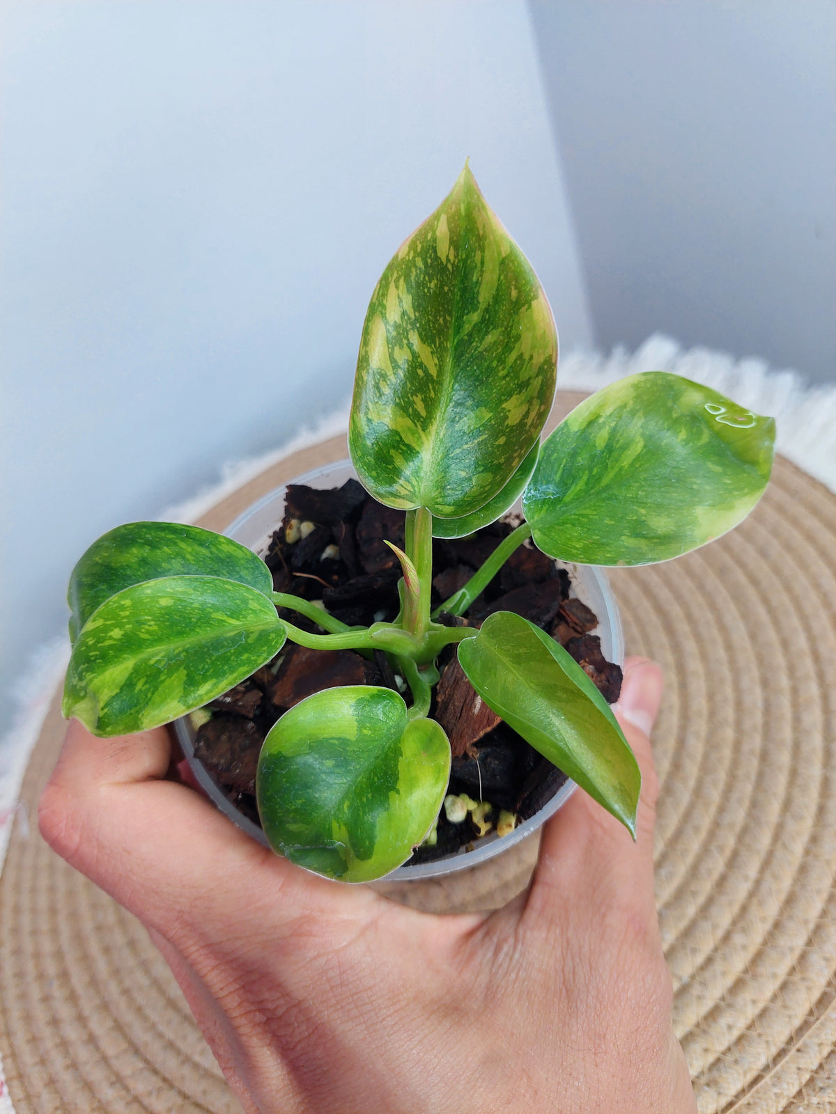 Philodendron Green Congo(Nuclear Congo) Variegated 1