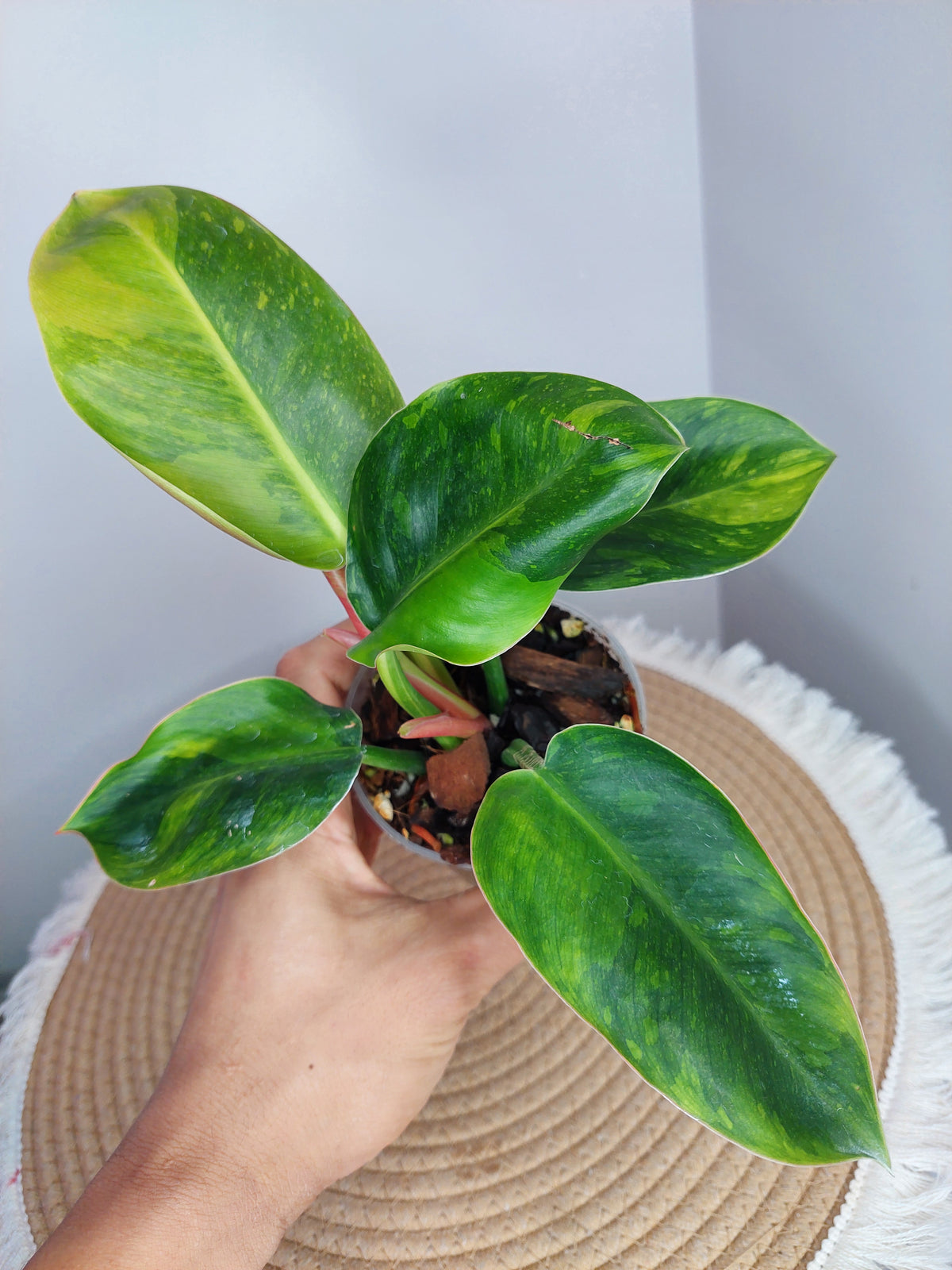 Philodendron Green Congo(Nuclear Congo) Variegated 2
