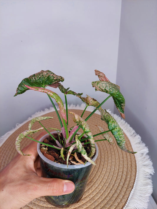 Syngonium Pink Rolli 1