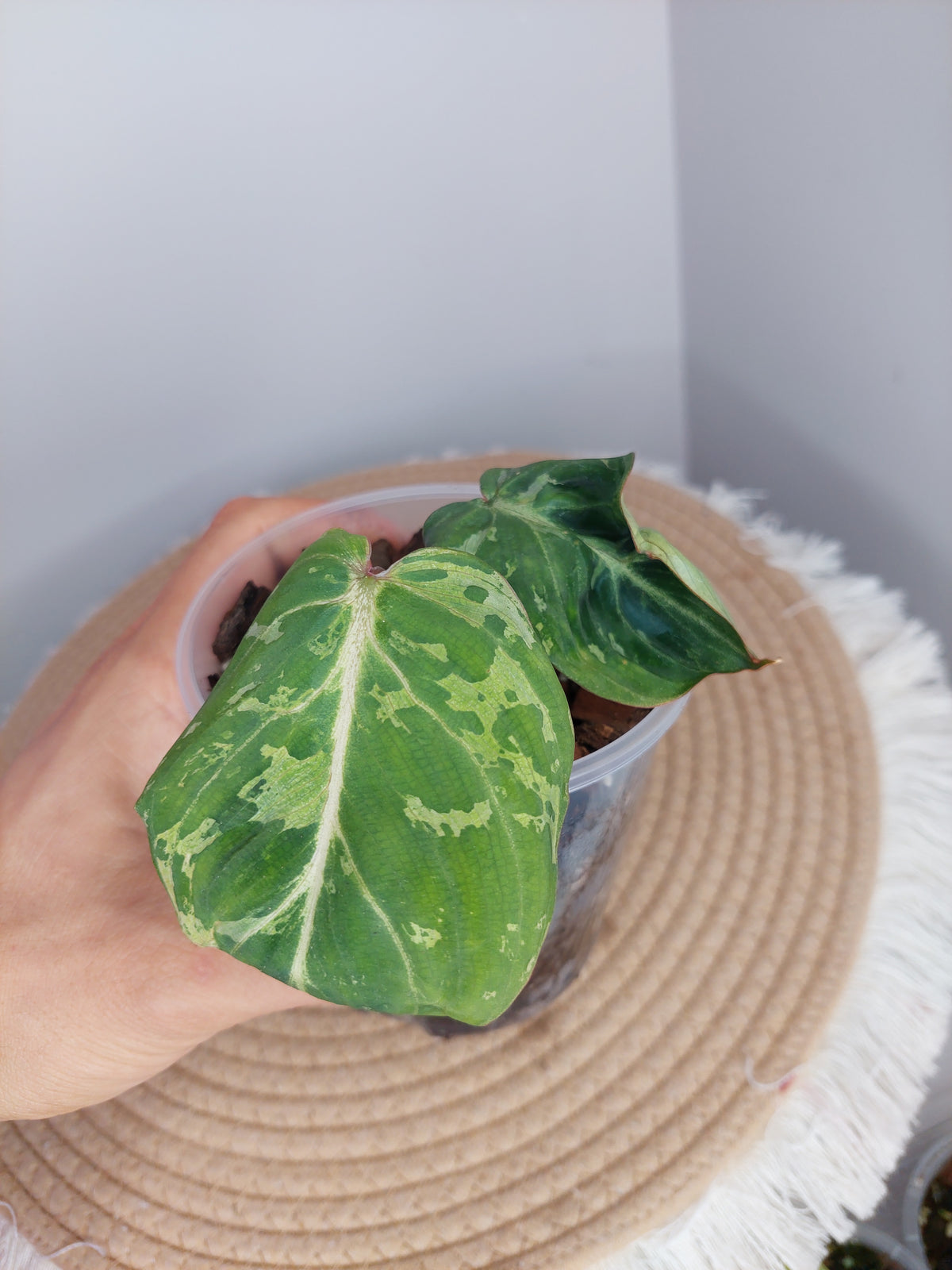 Philodendron Gloriosum Snow Leopard Variegated 1