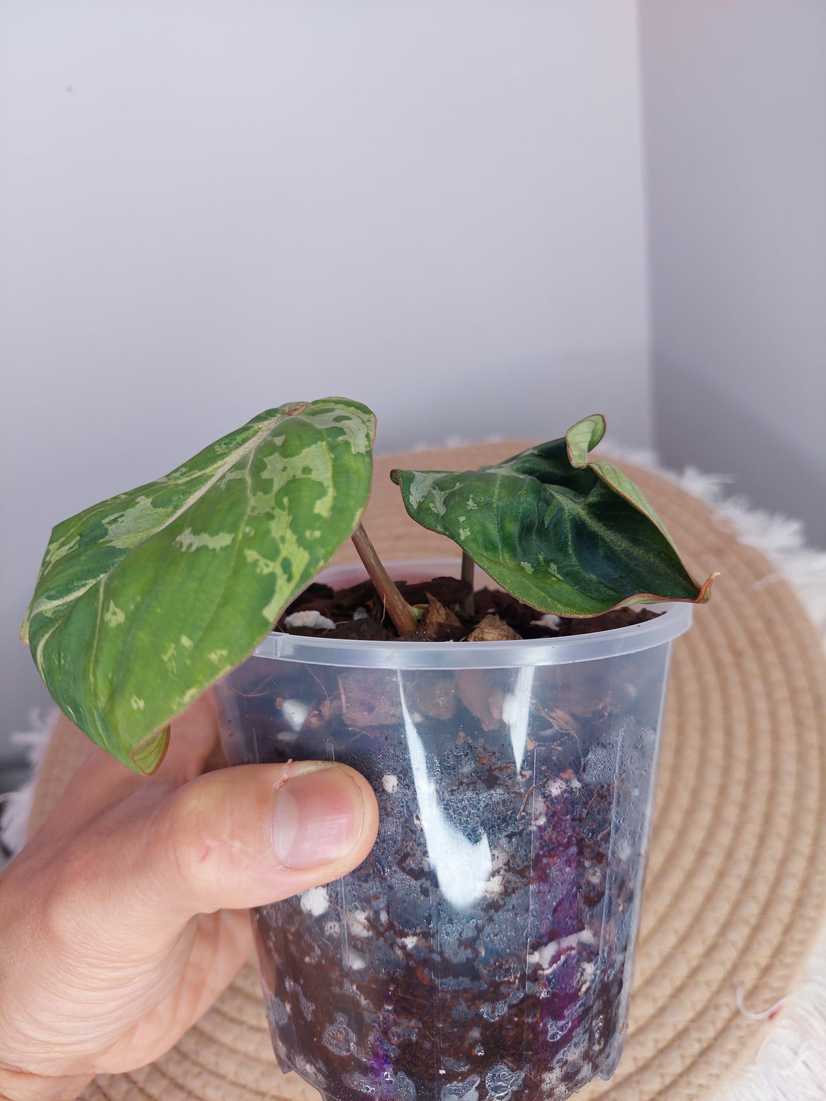 Philodendron Gloriosum Snow Leopard Variegated 1