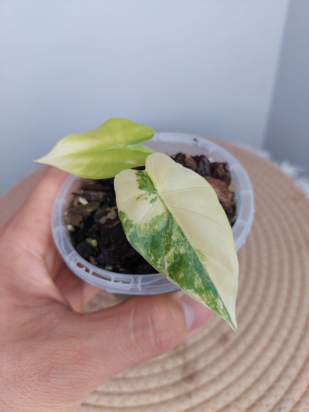 Alocasia Gageana Aurea Variegated 1