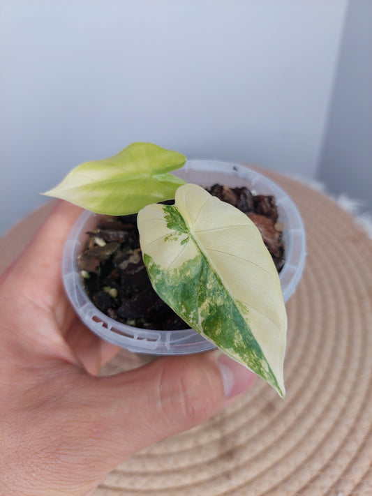 Alocasia Gageana Aurea Variegated 1