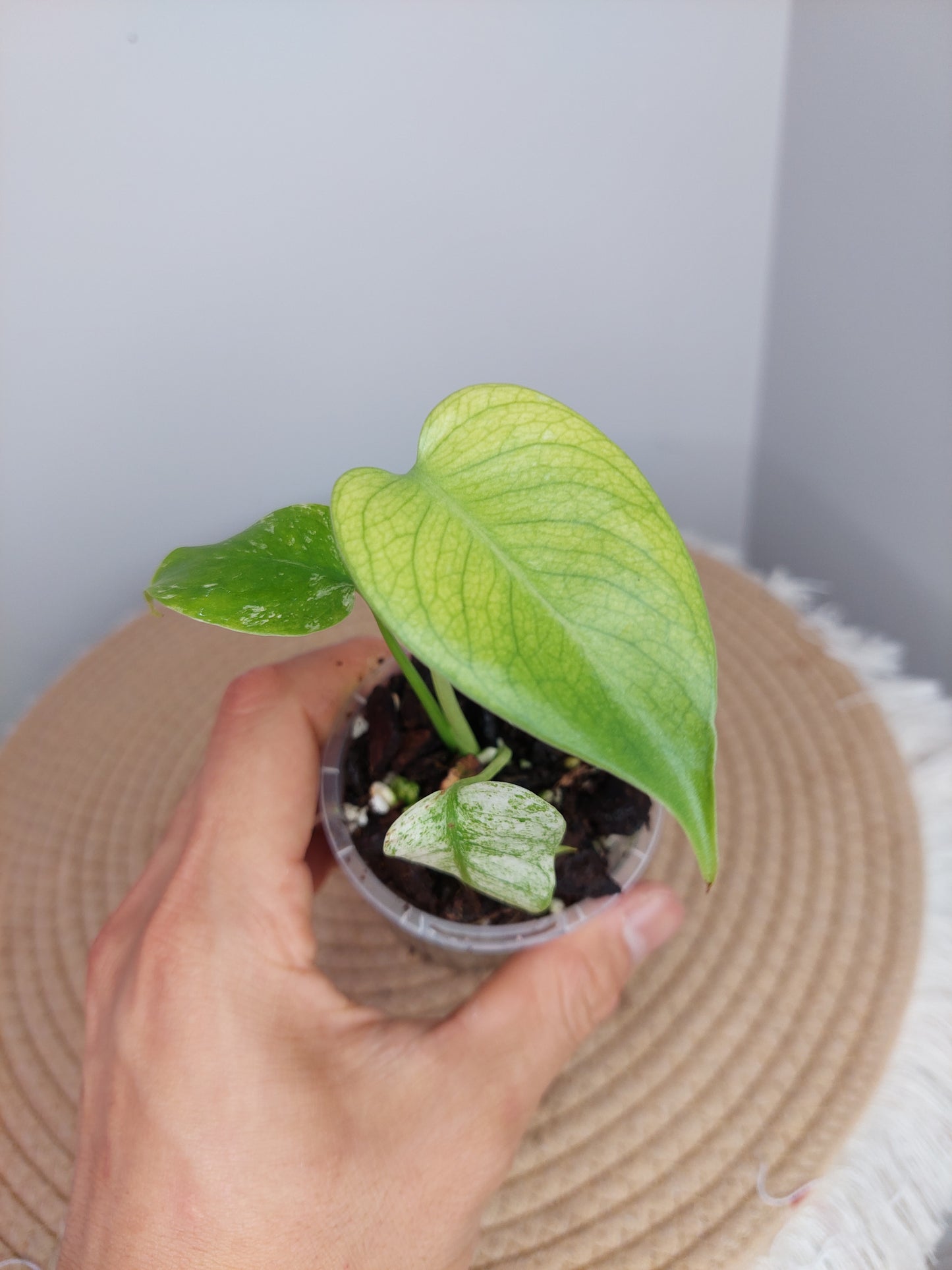 Monstera White Monster 1