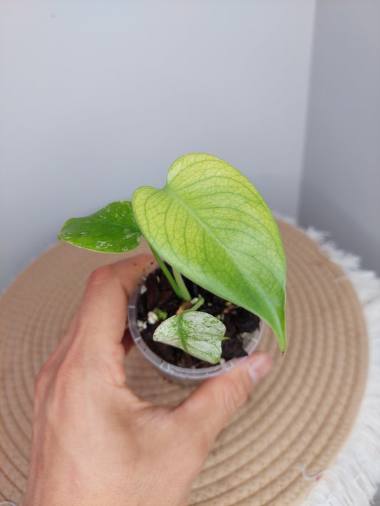 Monstera White Monster 1