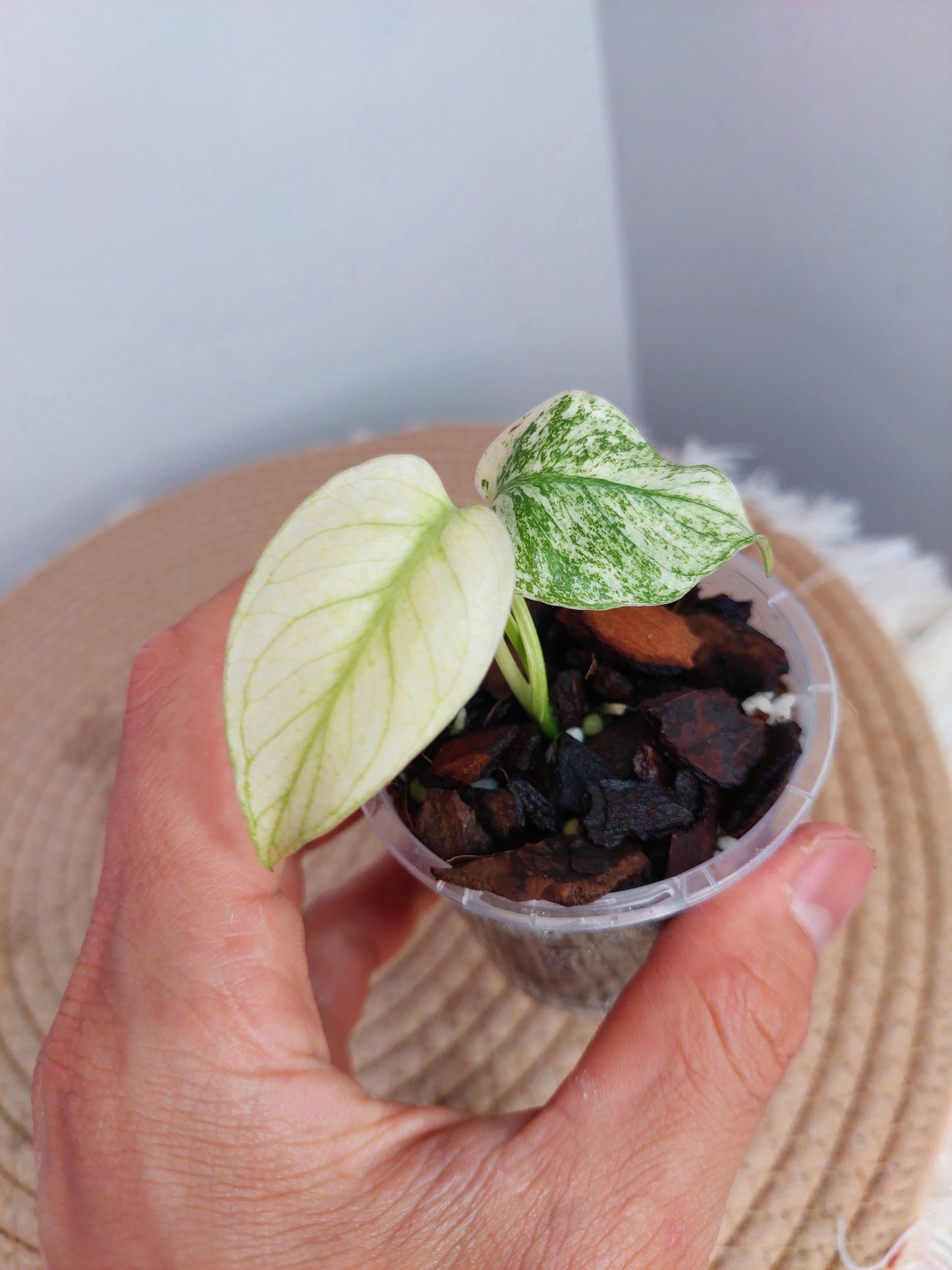 Monstera White Monster 2
