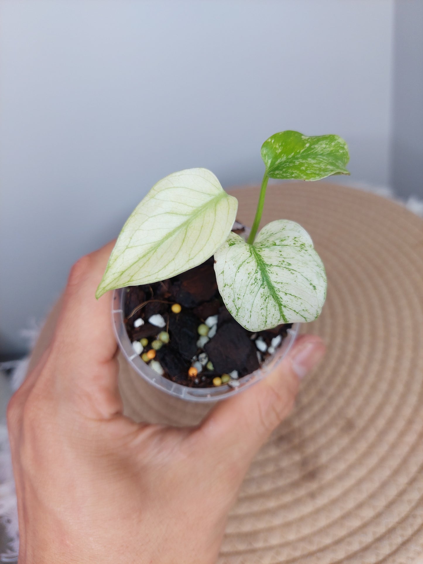 Monstera White Monster 3