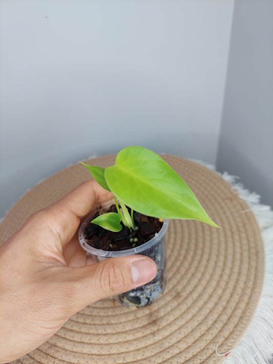 Monstera Lemon Lime 1