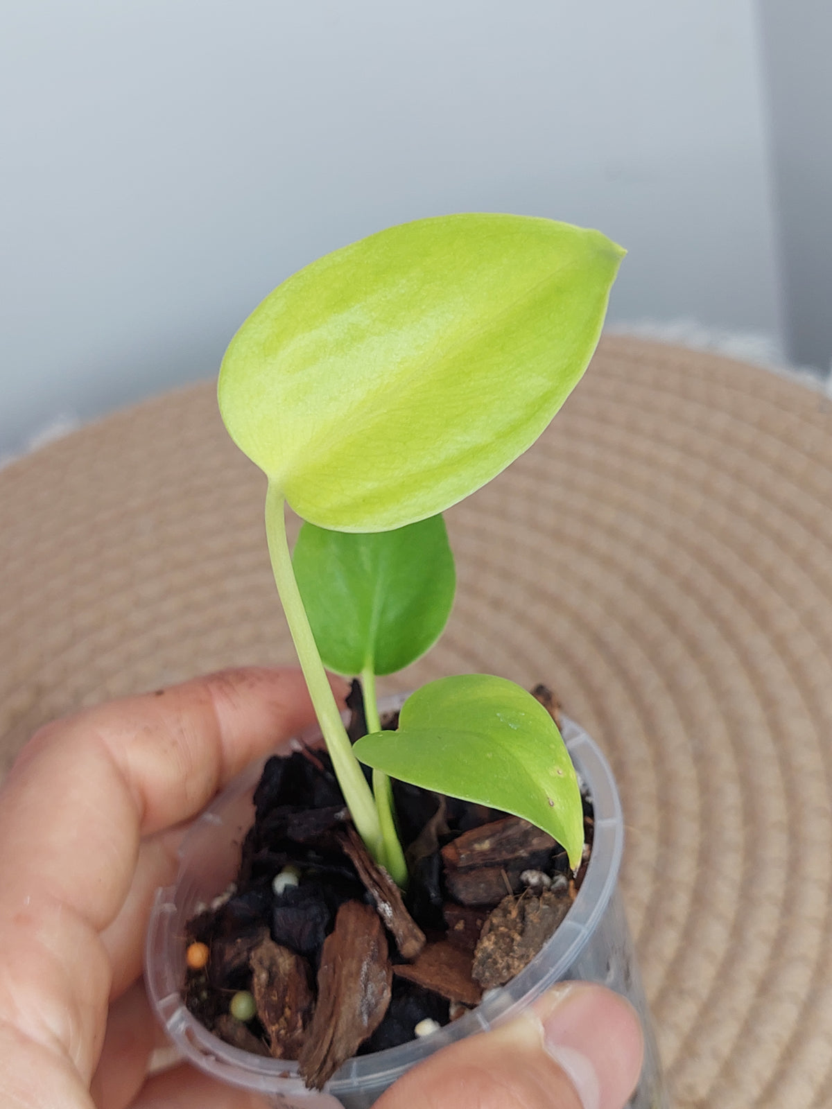 Monstera Lemon Lime 3