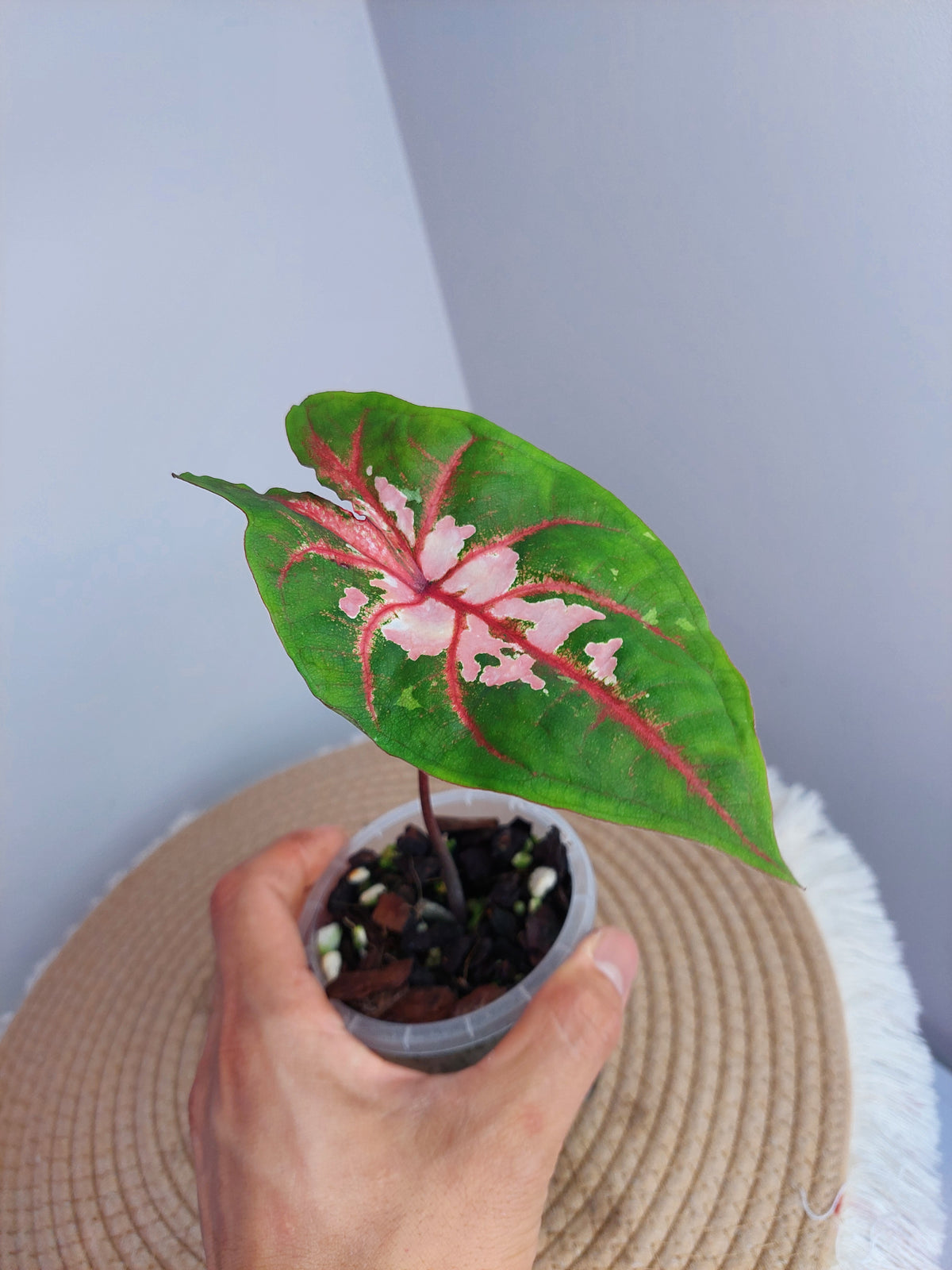 Caladium Clowning Around 1