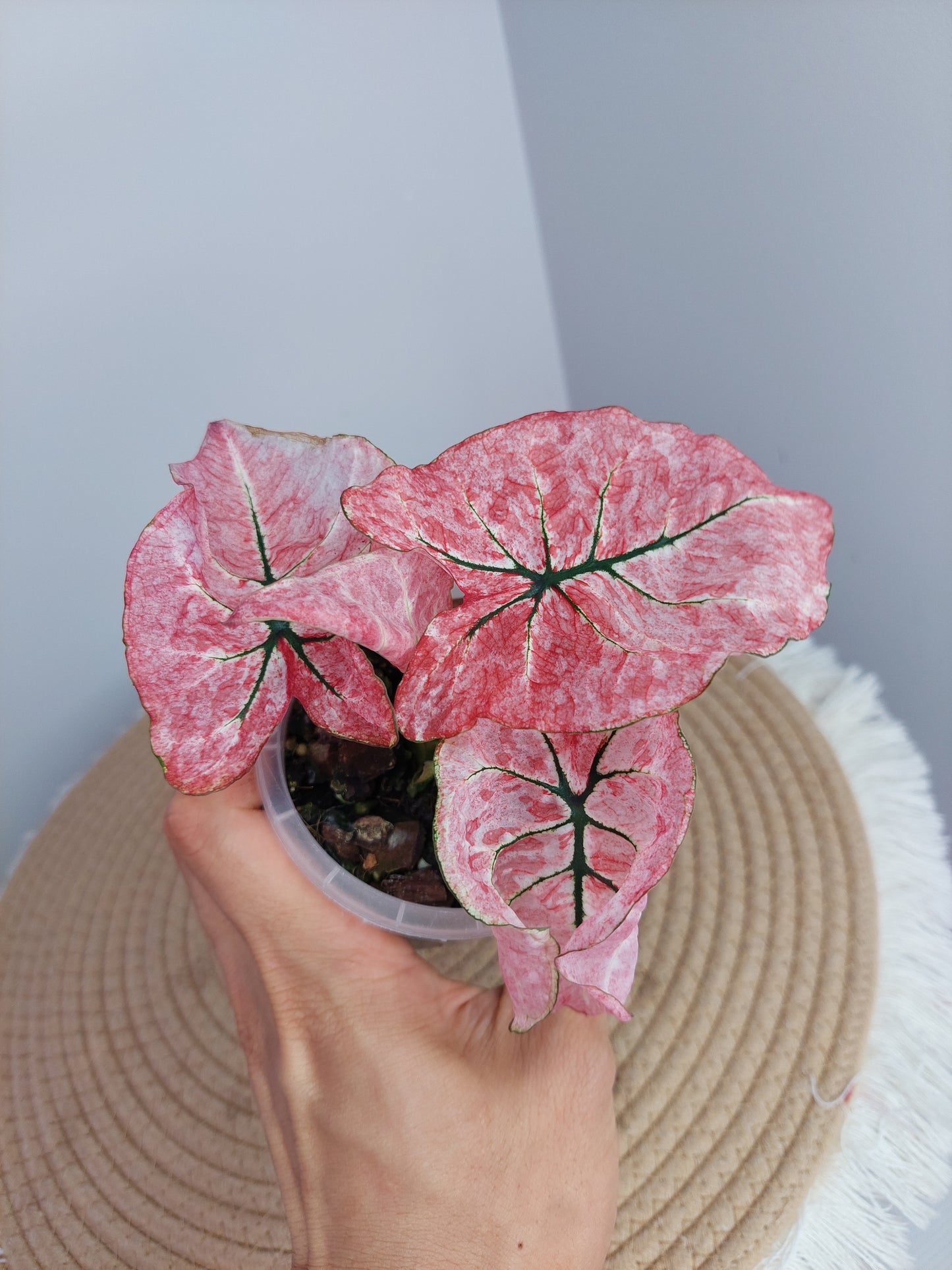 Caladium Scarlet Mary 1