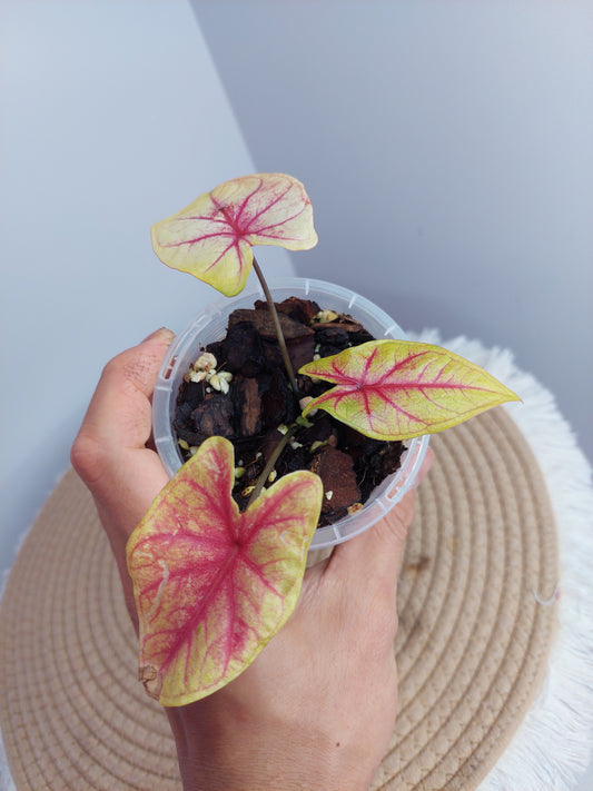 Caladium Lemon Blush 1