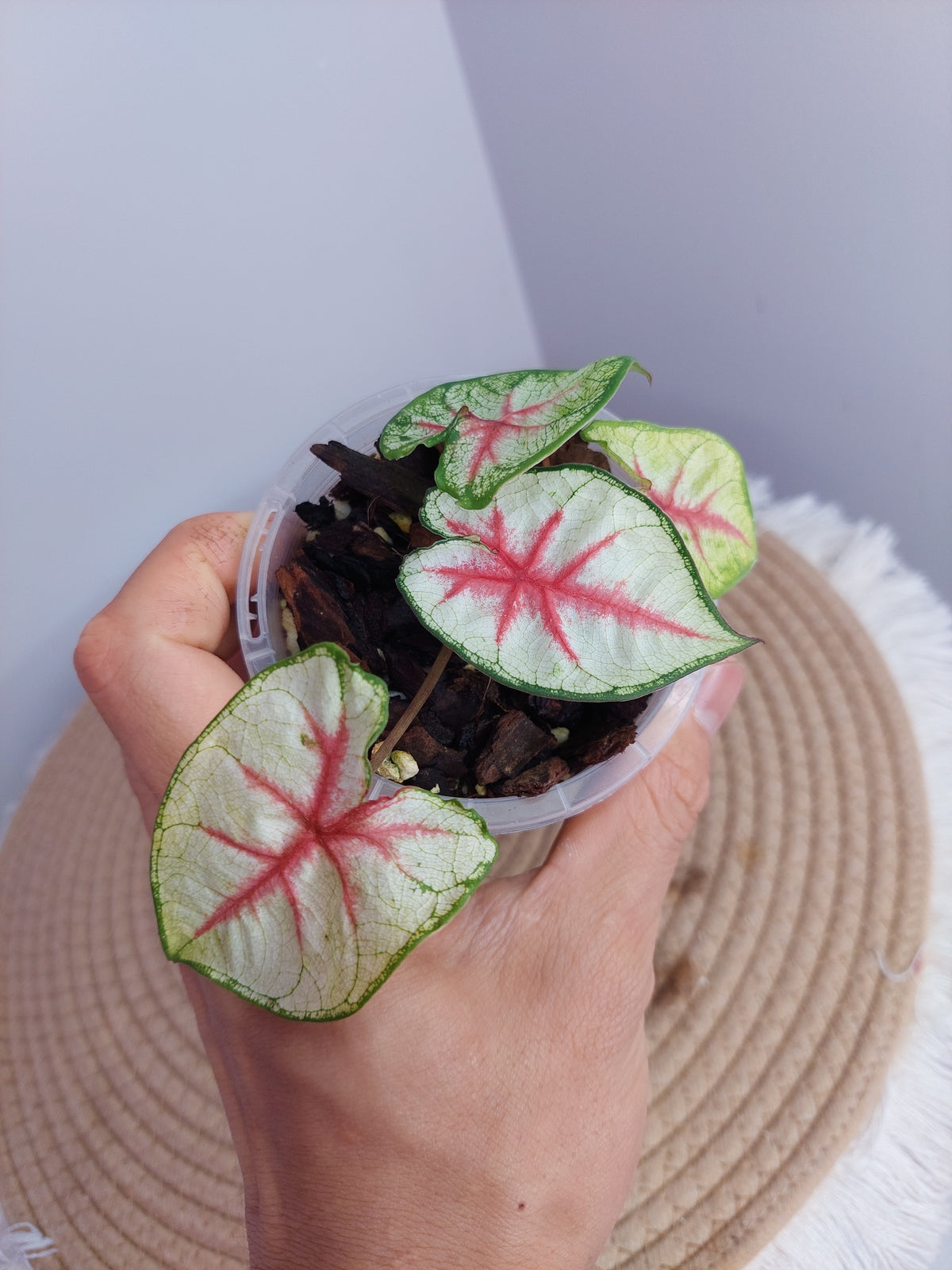 Caladium Fiesta 1
