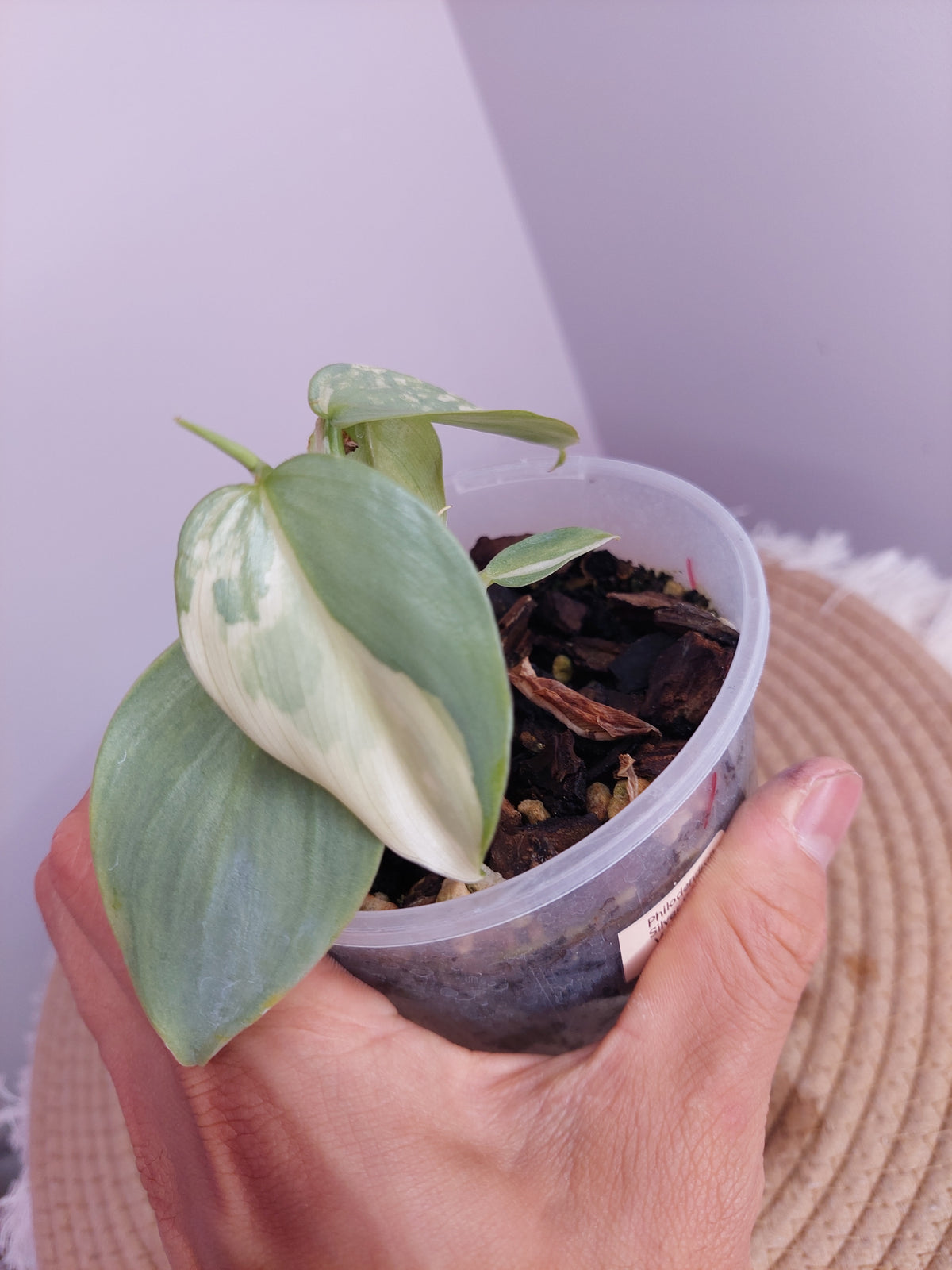 Philodendron Silver Sword Variegated 1