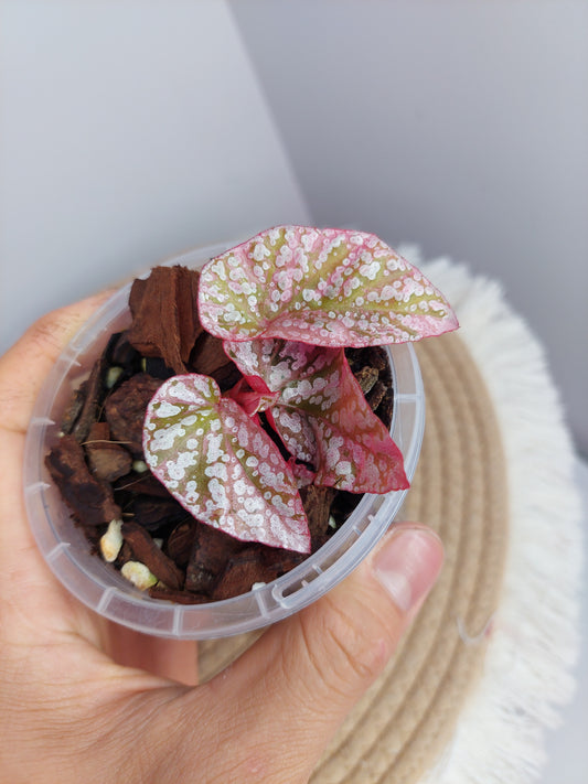 Begonia Snow Capped Variegated 2