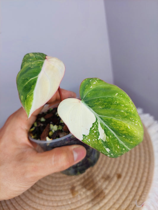 Philodendron Gloriosum Variegated 1
