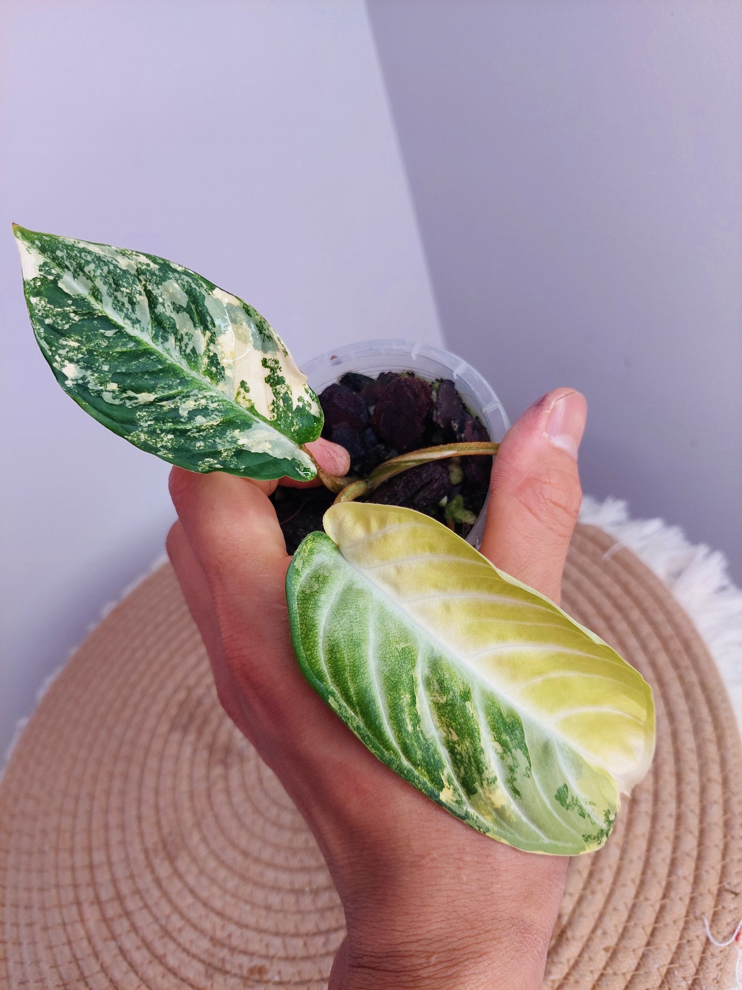 Xanthosoma Lindenii Variegated 1