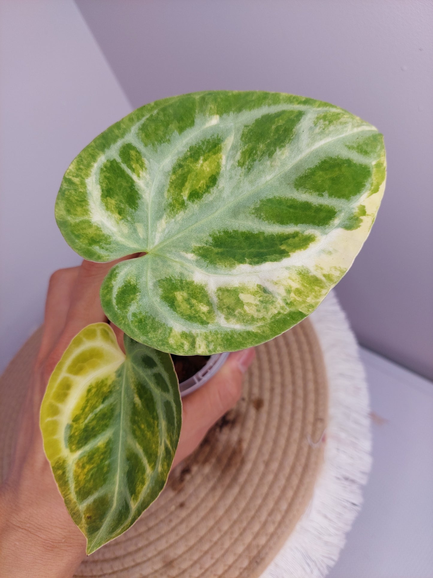 Anthurium Crystallinum Variegated  1