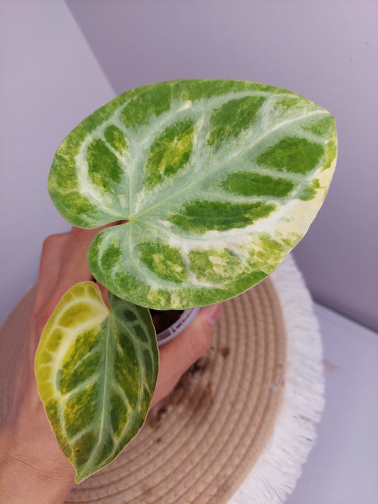 Anthurium Crystallinum Variegated  1