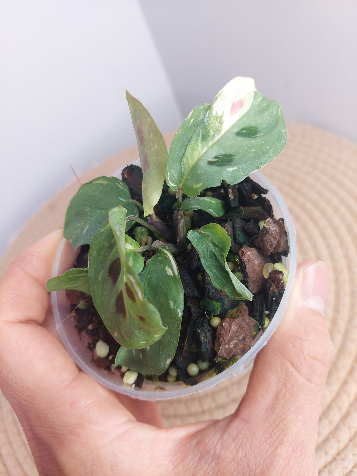 Maranta Variegated (Prayer Plant) 1