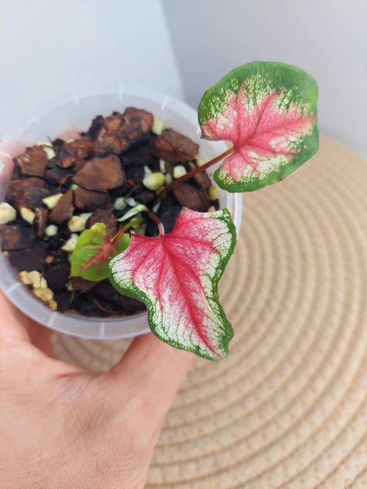 Caladium Fiesta - 1