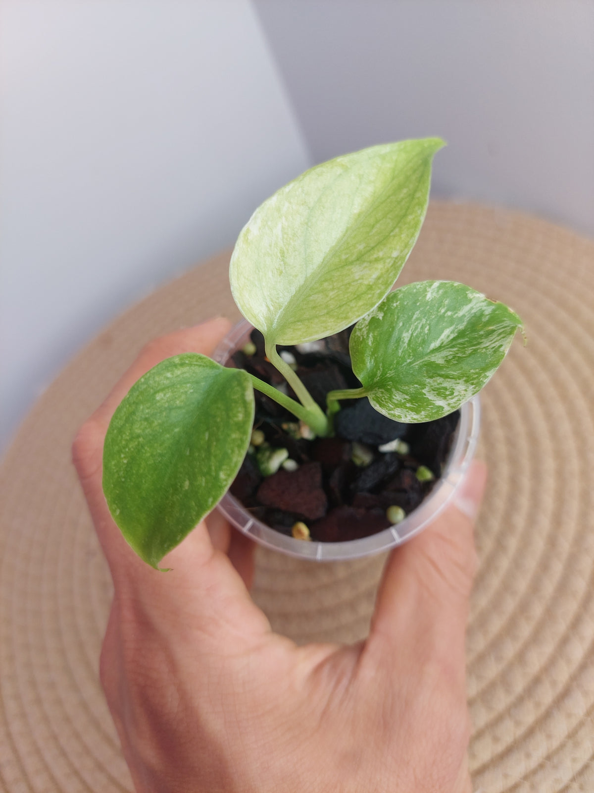 Monstera White Monster - 2