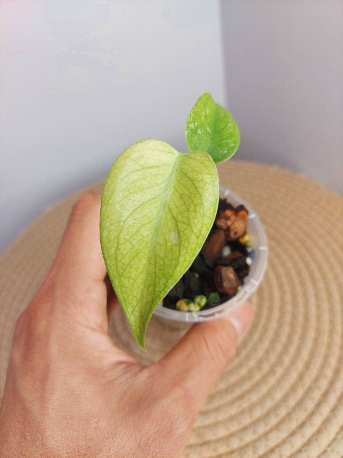 Monstera White Monster - 3