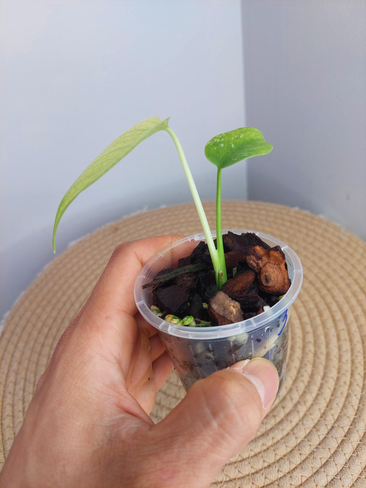Monstera White Monster - 3