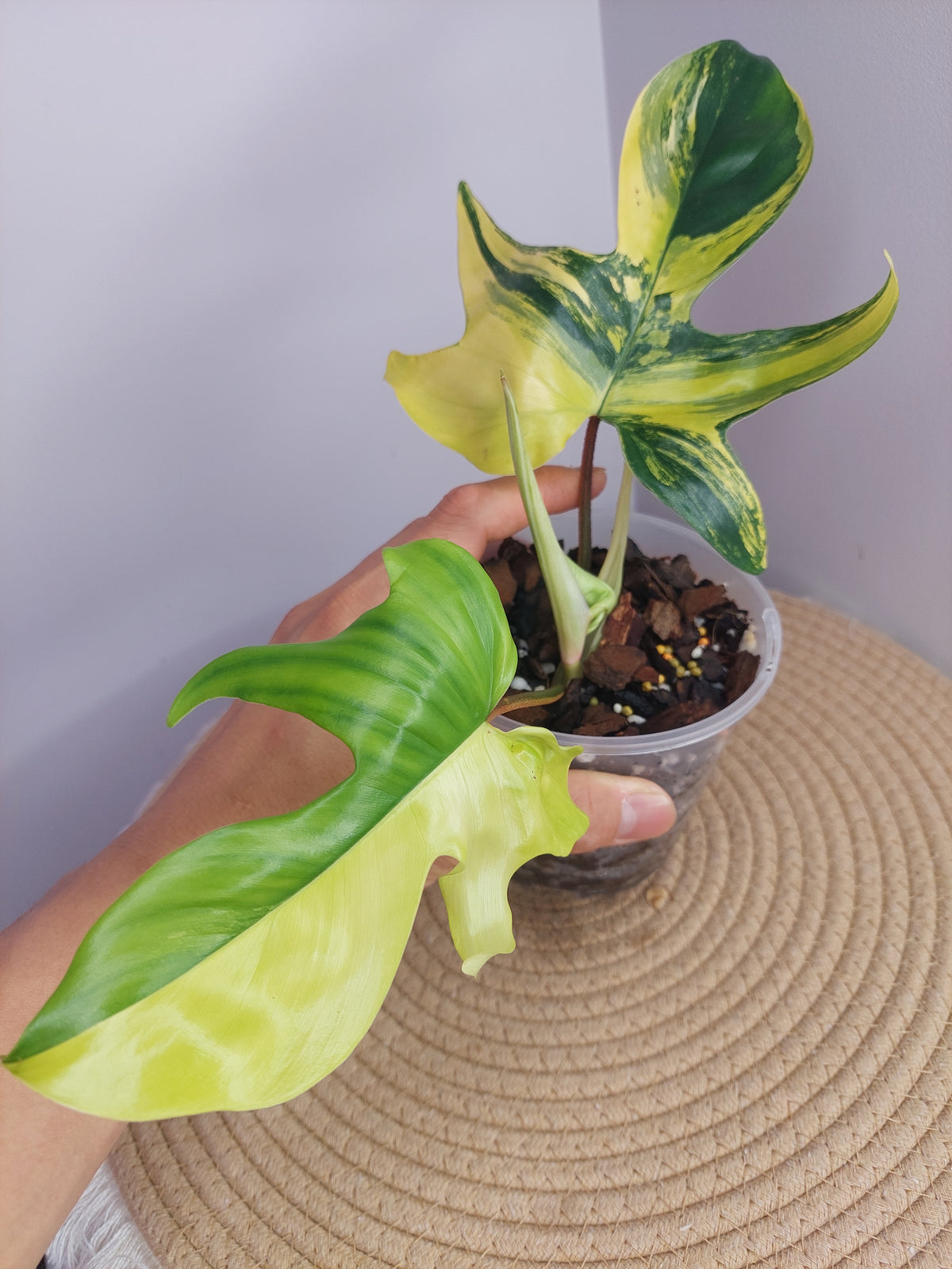 Philodendron Florida Beauty variegated - 1