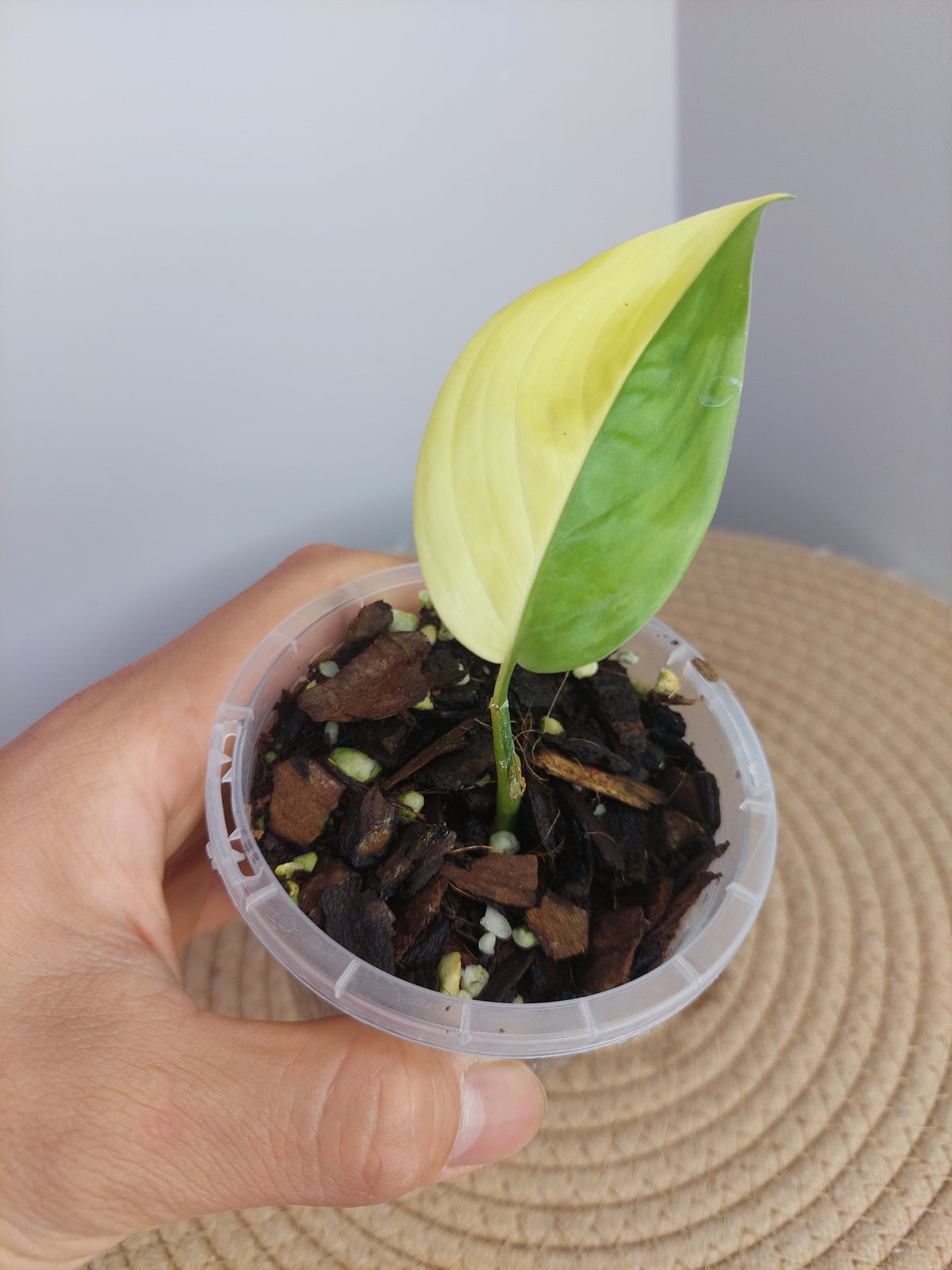 Scindapsus Perakensis Neon - 1