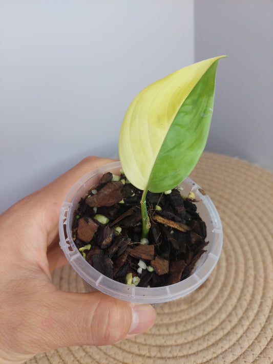 Scindapsus Perakensis Neon - 1
