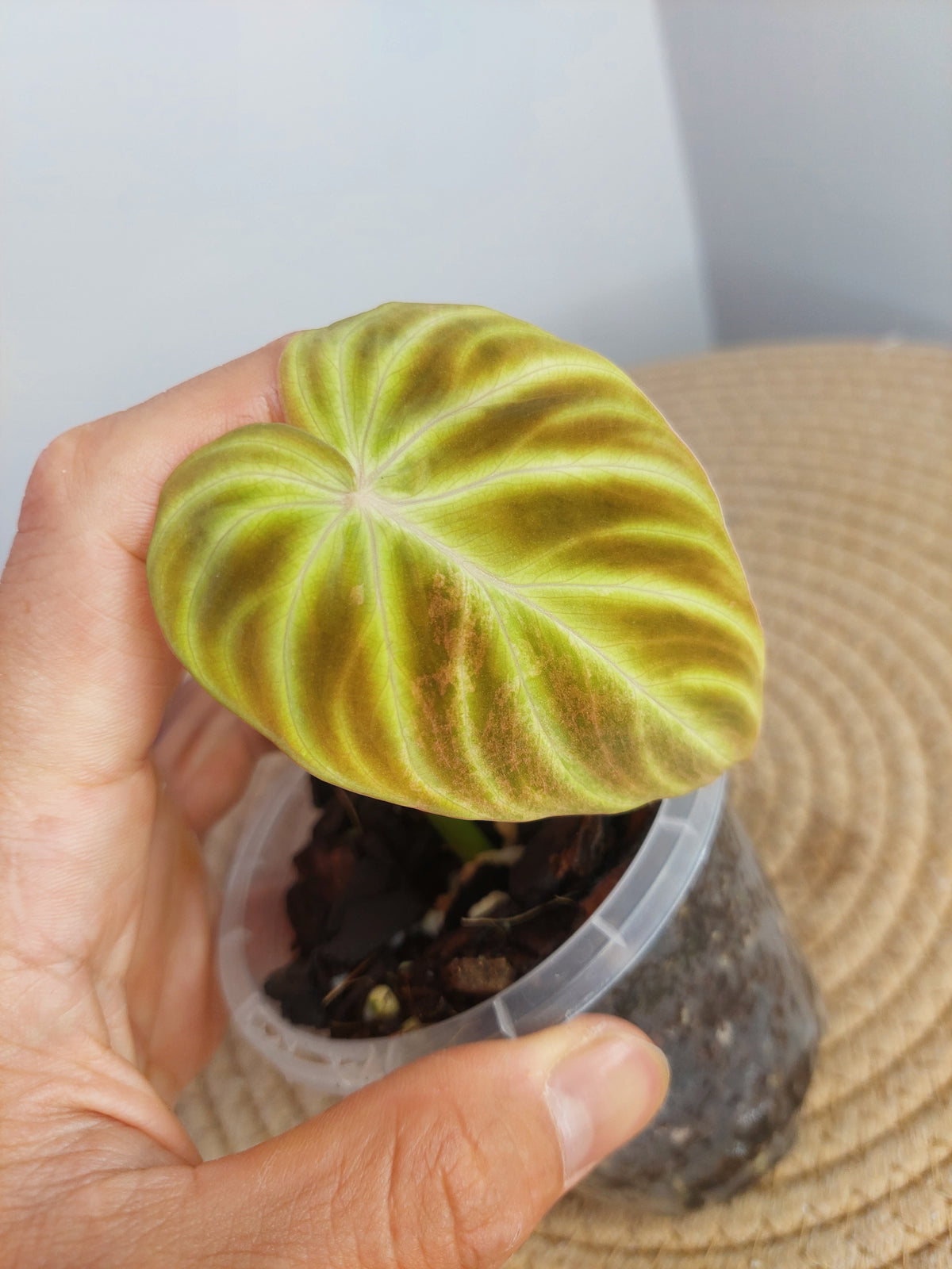 Philodendron Verrucosum Variegated - 1