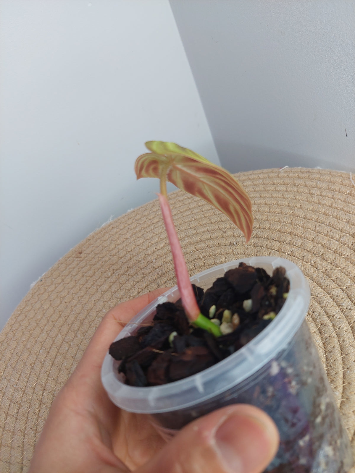 Philodendron Verrucosum Variegated - 1